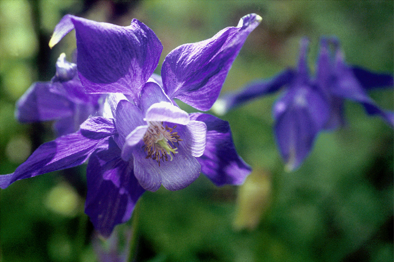 Ancolie-1996.jpg