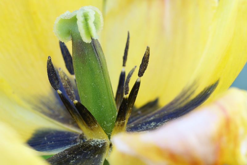 Coeur de tulipe.jpg