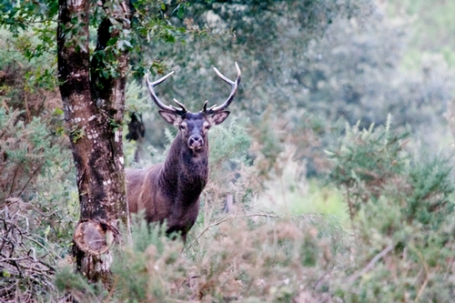 BRAME 2010.jpg