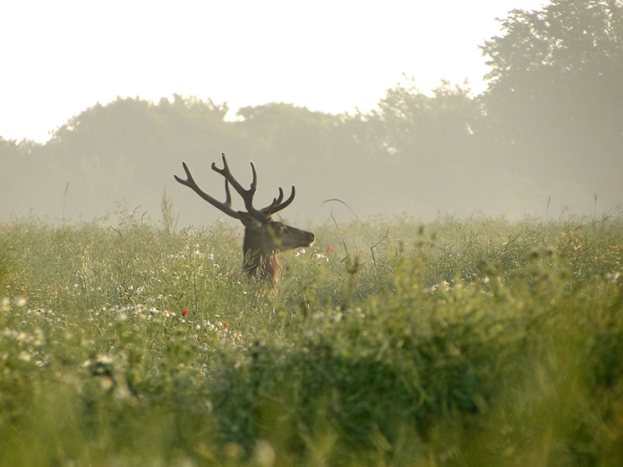 cerf_(2).JPG