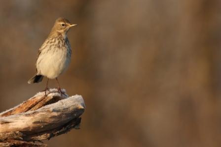 Copie de Pipit farlouse_anthus pratensis (3).JPG