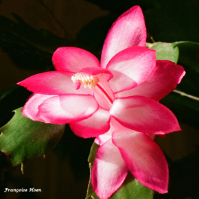 cactus de noÃ«l copie.jpg