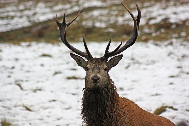 cerf bl.JPG