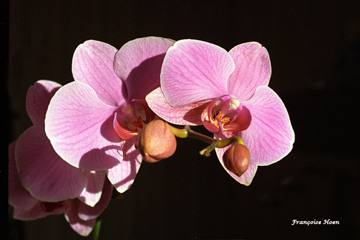 OrchidÃ©e copie.jpg