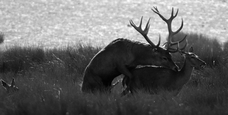 JP11086 Cerf saillie NB TriX.jpg