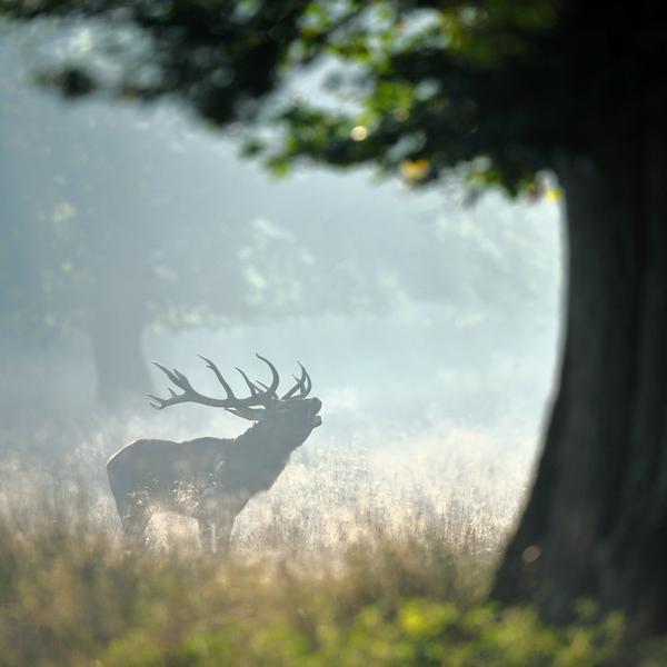 JP44686 Cerf Dyrhaven.jpg