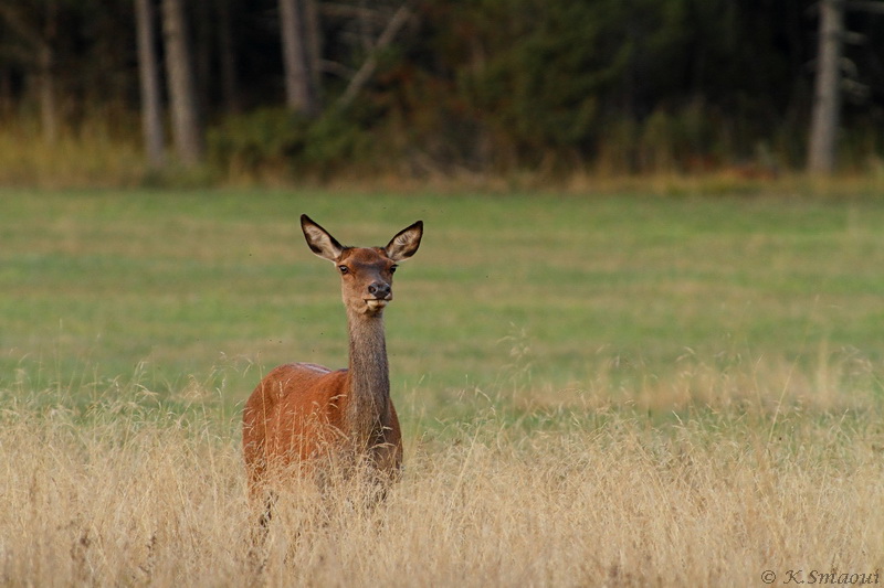 Ma biche.jpg