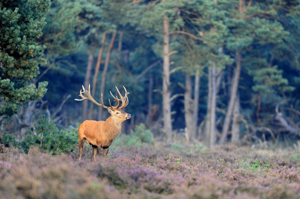 Herve-Moschler-cerf_dans_les_bruyeres.jpg
