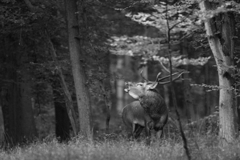 Copie de cerf JPEG004.JPG