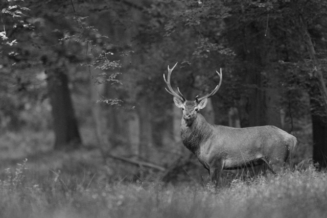Copie de CERF JPEG001.JPG