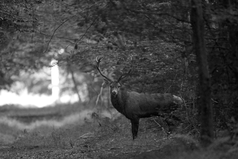 Copie de IMG_1149 - Version 3.jpg