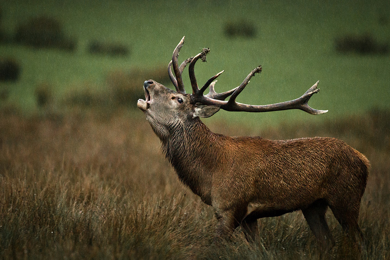 brame du cerf.jpg