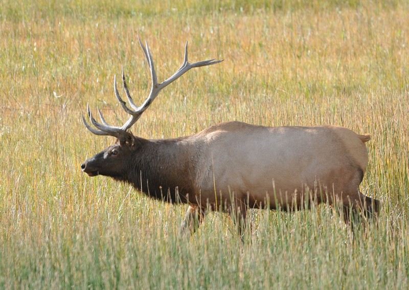 CerfYellowstone.JPG