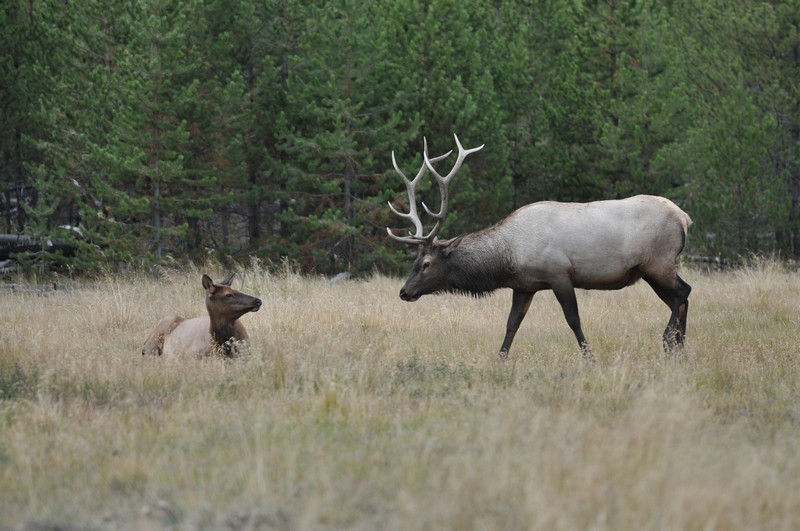 Cerf et XYL Yellowstone.JPG