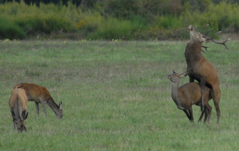 cerf9.jpg