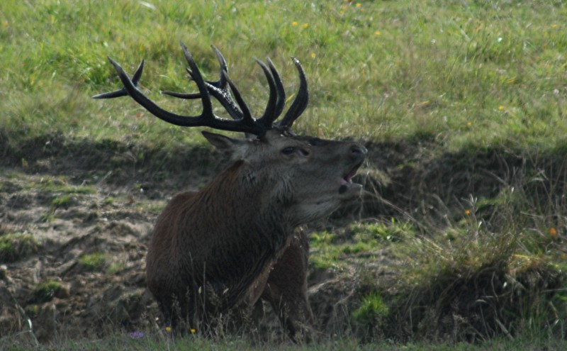cerf10.jpg