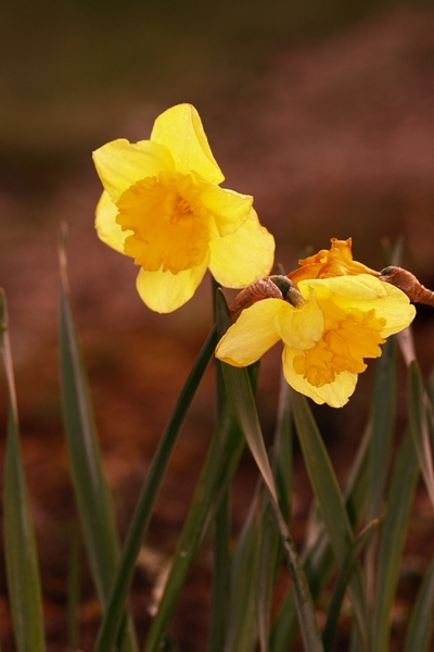 DPP_0003-a.jpg