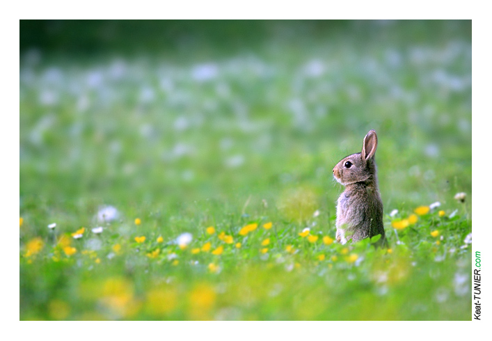 Lapin-04J3-8731e.jpg