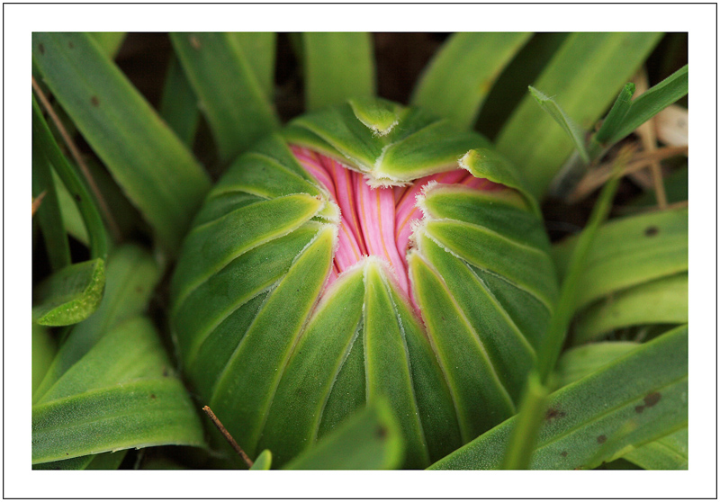 bouton marguerite des andes.jpg