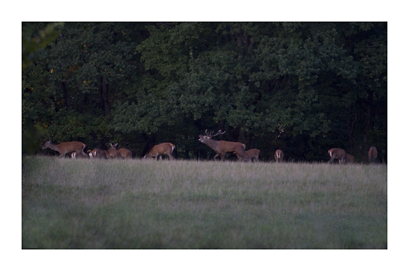 cerfs concours.jpg