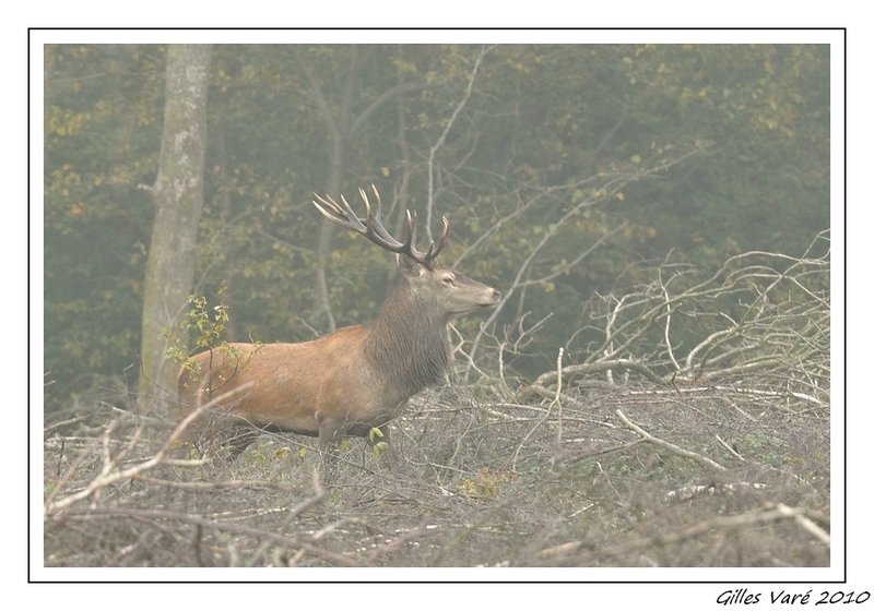 Cerf(forum).jpg
