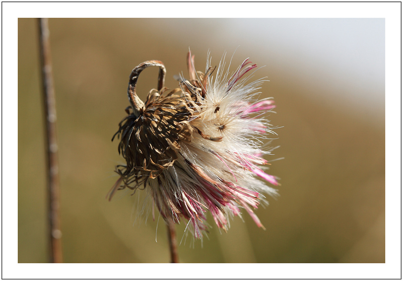 fleur fanÃ©e.jpg