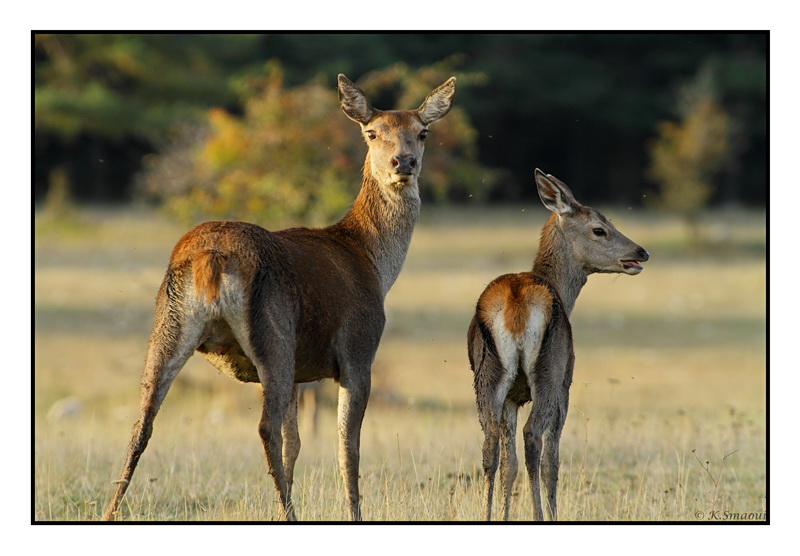 biche et son petit.JPG
