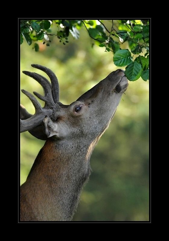 cerf élaphe.jpg