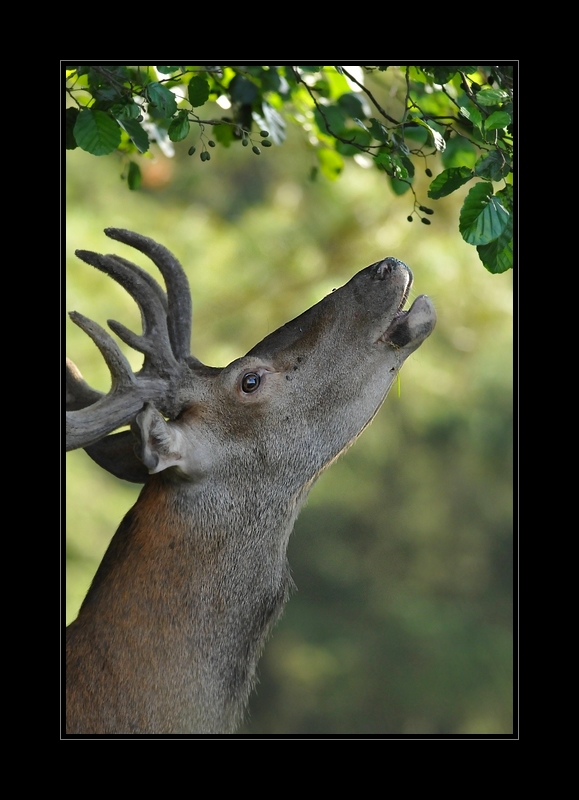 cerf elaphe 2.jpg