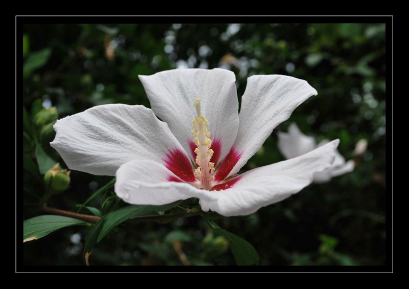 Hibiscus Tokyo.jpg