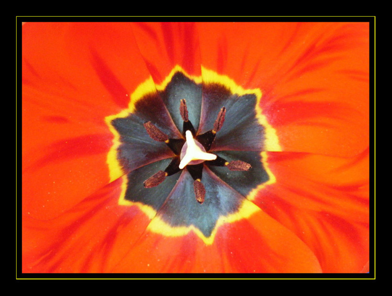 Tulipe.JPG