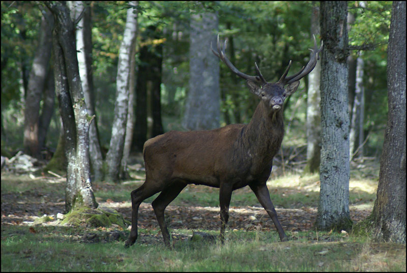 Jeune cerf.jpg