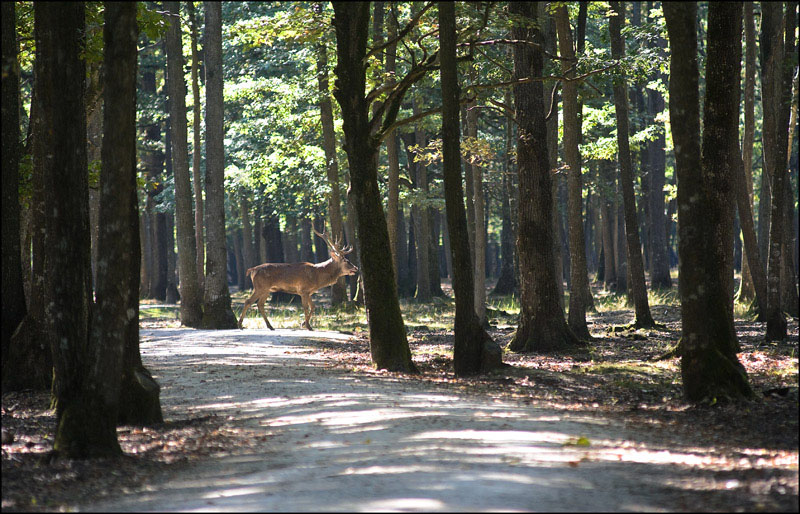 Traversée du cerf.jpg