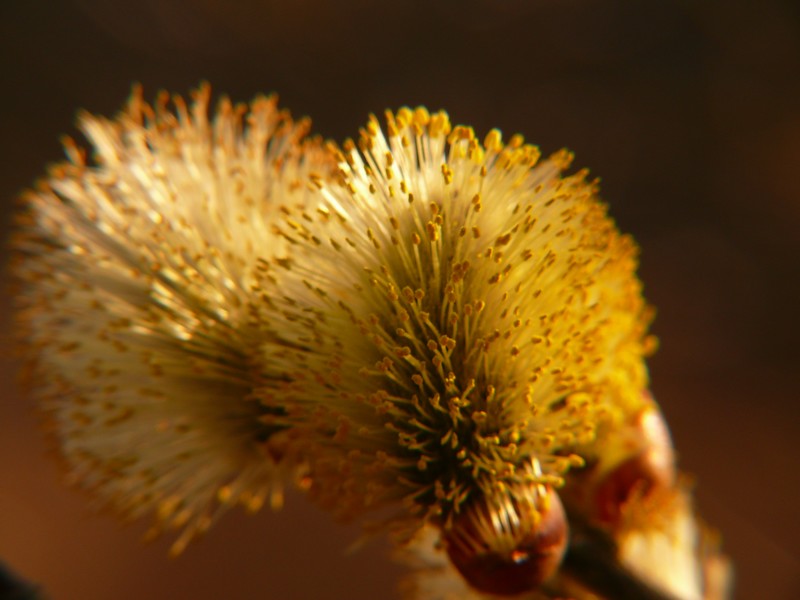 salix 600x800.jpg