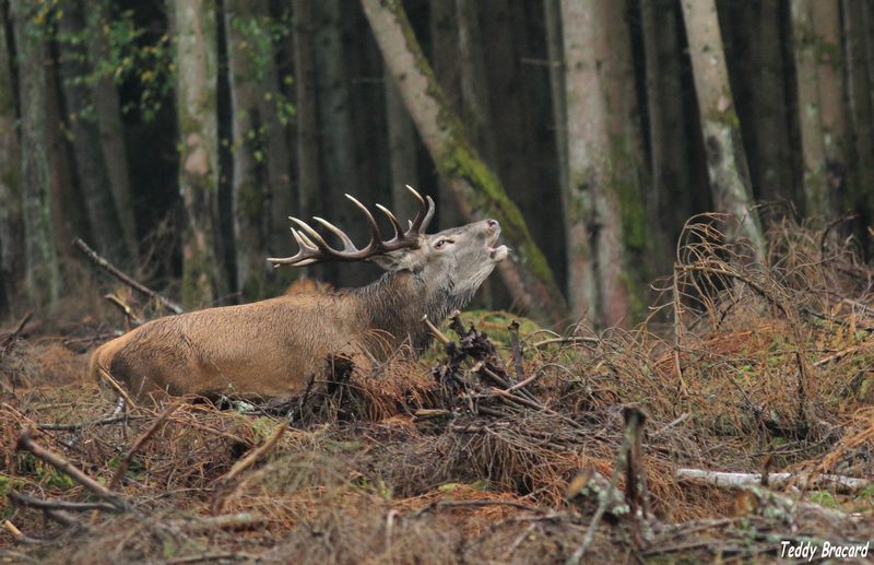 Cerf 3.jpg