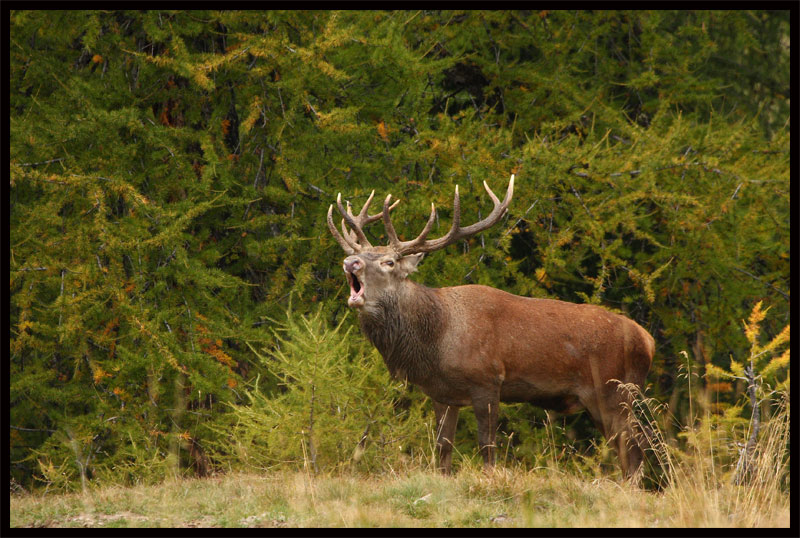 rut-du-cerf-28.09.10-12.jpg