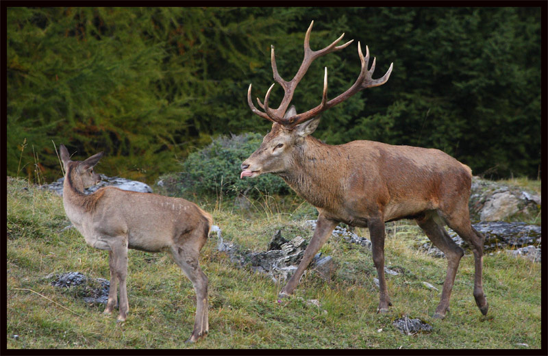 rut-du-cerf-01.10.10-7.jpg
