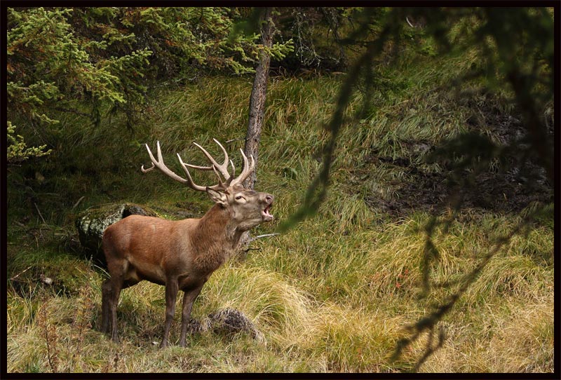 rut-du-cerf-04.10.10.jpg