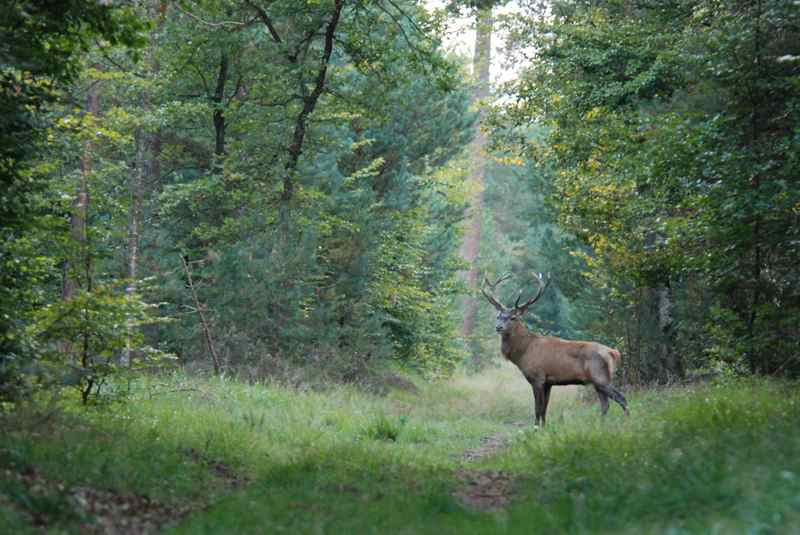 Cerf.jpg