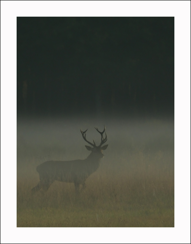 Cerf-élaphe-01.jpg