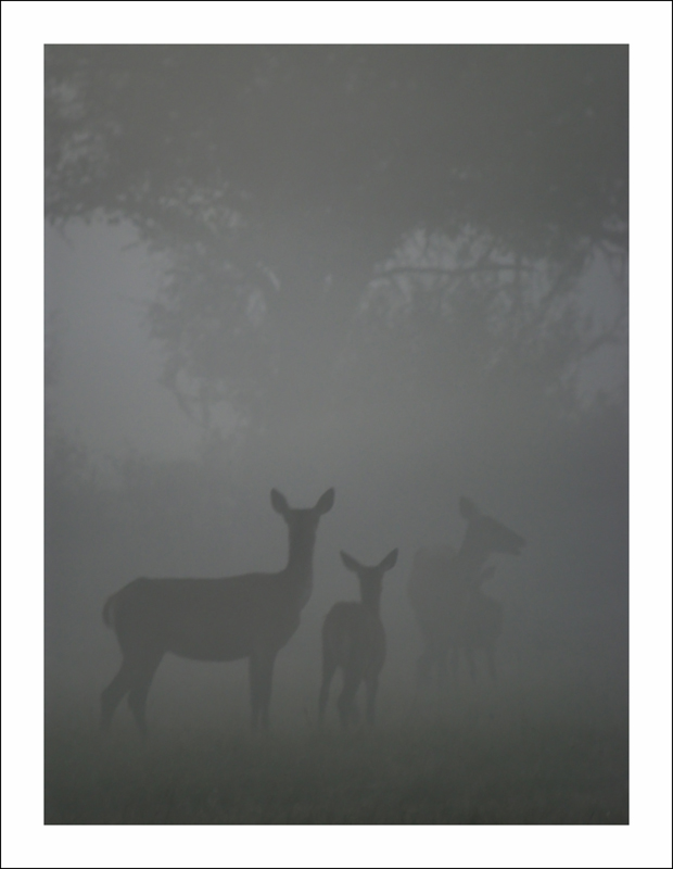 Cerf-élaphe-02.jpg