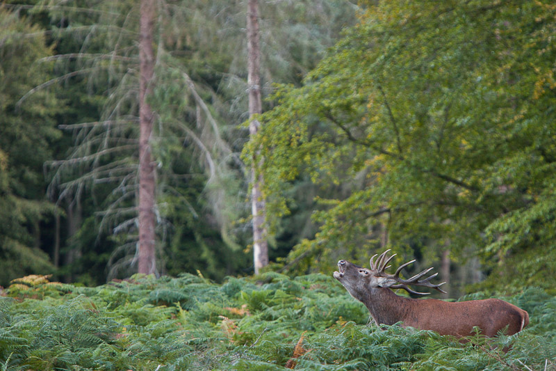 2010_09_17_CERF_011.jpg