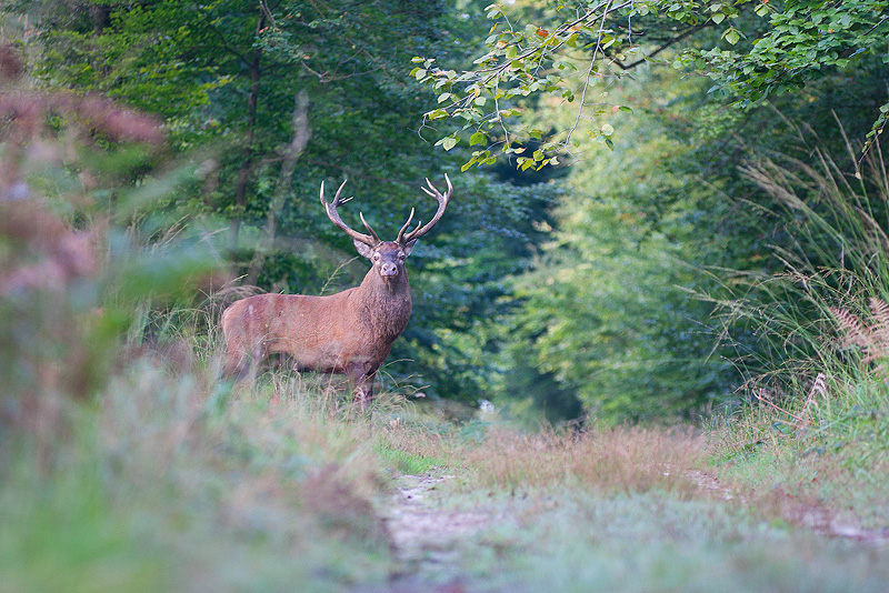 Cerf_3314.jpg