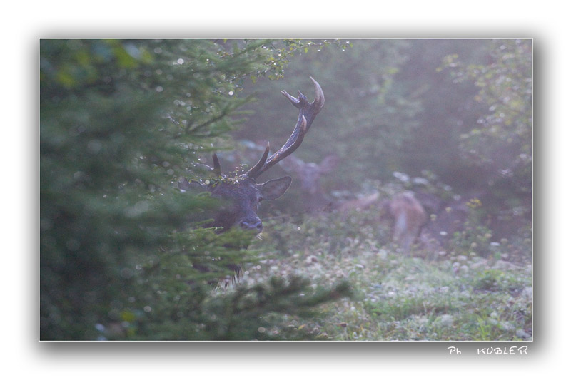 cerf 1.jpg