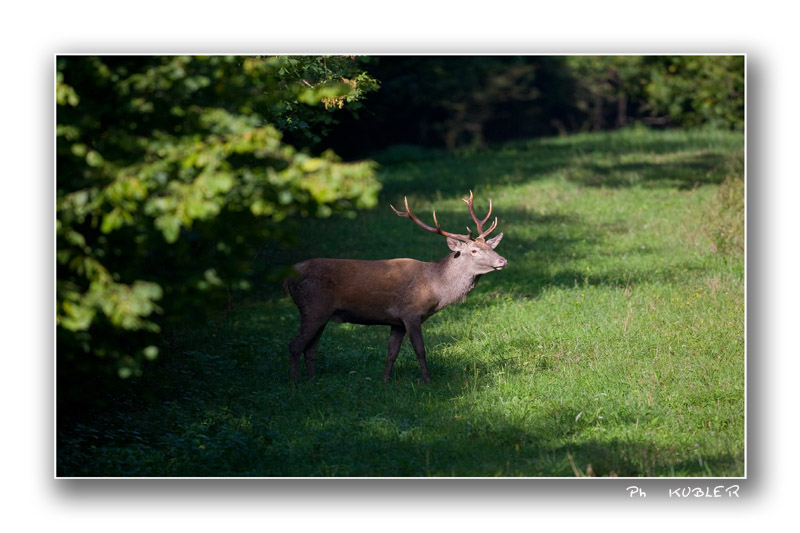 cerf 3.jpg