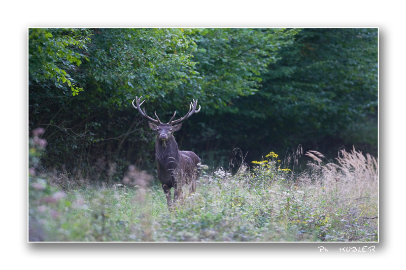 cerf 4.jpg