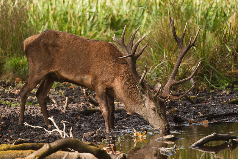 021009_IN_20108cerf_02.jpg