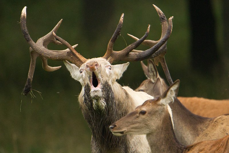 270910_IN_20108cerf_03.jpg