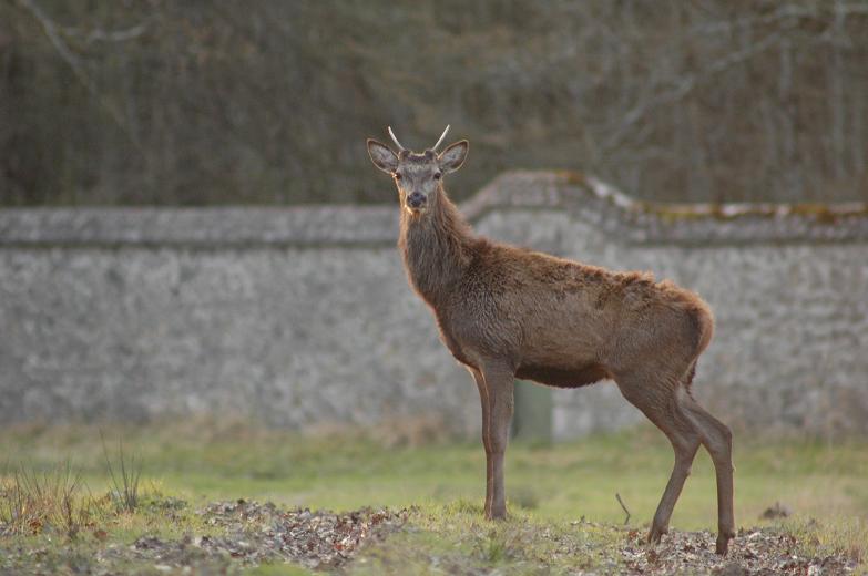 Cerf 02.jpg
