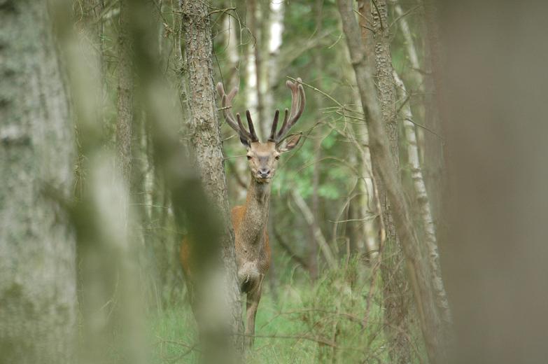 Cerf 06.jpg